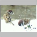 Passer montanus - Feldsperling 04.jpg